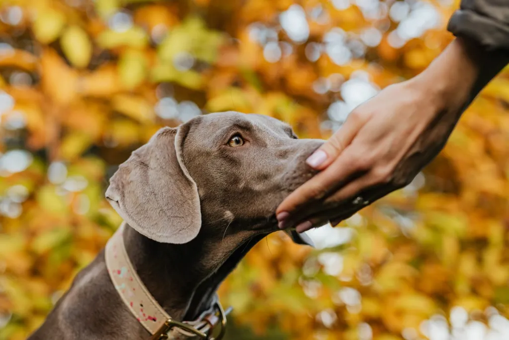 Calm Skills for Caring Visits