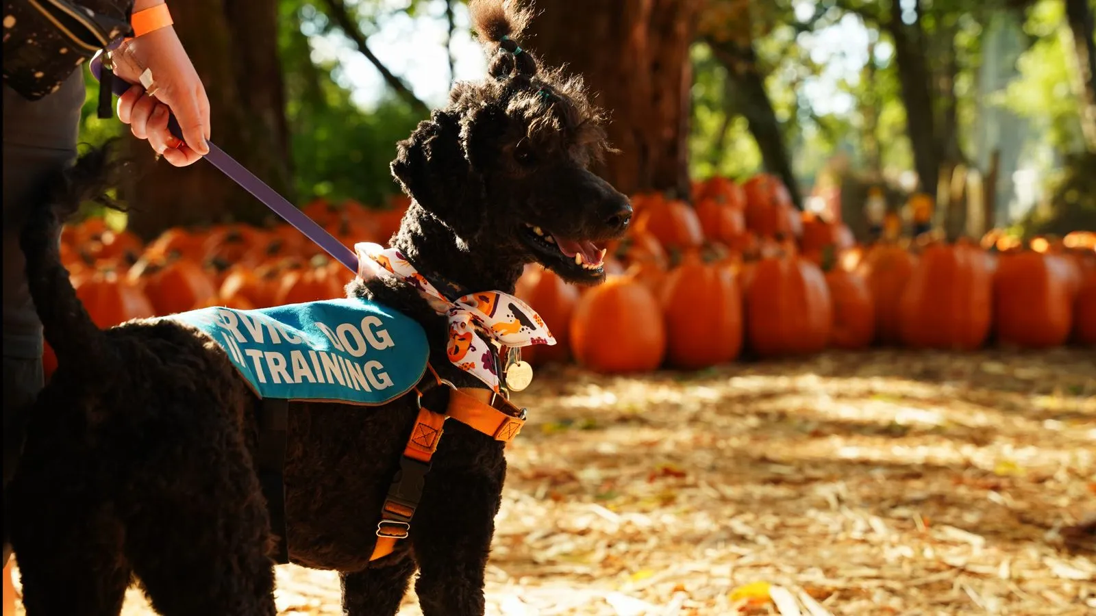 How to Prepare Your Dog for Therapy Visits
