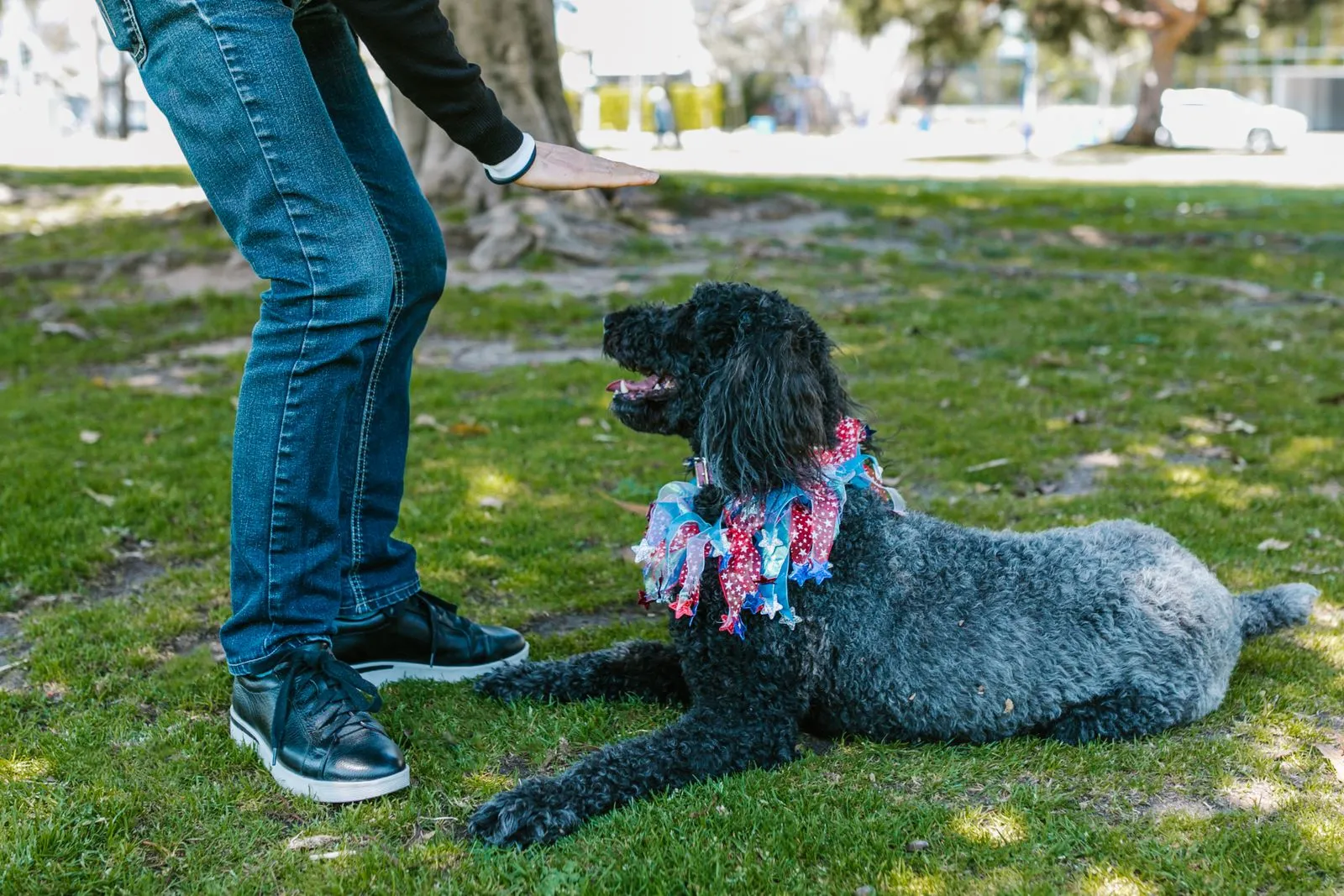 Is Your Dog Ready for Therapy Work?